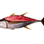Yellowfin TUNA