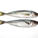 Frozen Horse Mackerel