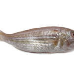 Japanese Threadfin Bream Fish