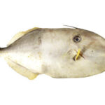 Frozen Leather Jacket Fish