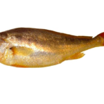 frozen yellow croaker fish