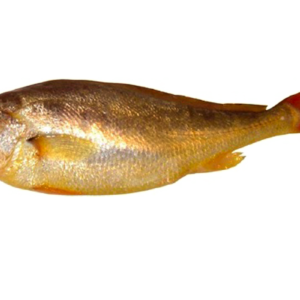 frozen yellow croaker fish
