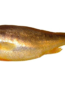 FROZEN YELLOW CROAKER FISH