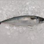 PACIFIC MACKEREL