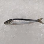 Pacifica Sardine