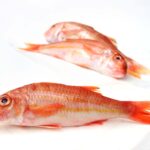 RED MULLET
