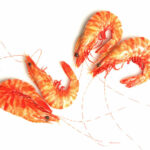 CREVETTES LARGE