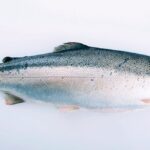 Fjord Trout